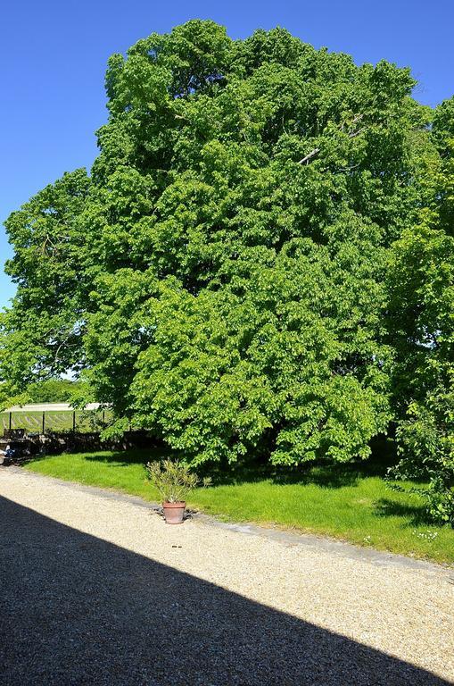 Le Vieux Noyer Bed & Breakfast *